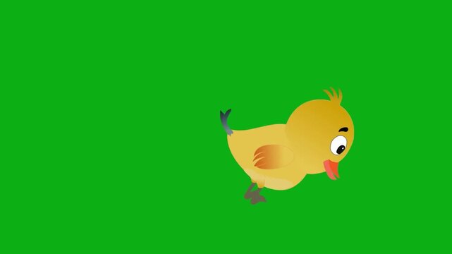 chick poultry farm baby bird feathers yellow chirping premium stock media clip for professional video editing projects. this high-end visual element is perfectly optimized