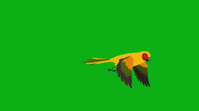 bird multicolor avian tropical feathers beak wings fly premium stock media clip for professional video editing projects. this high-end visual element is perfectly optimized