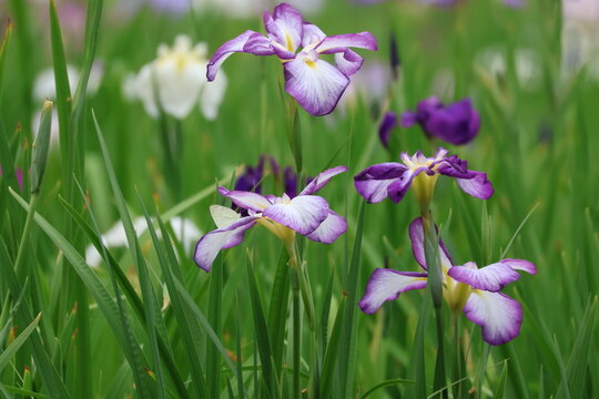 white and purple iris flowers