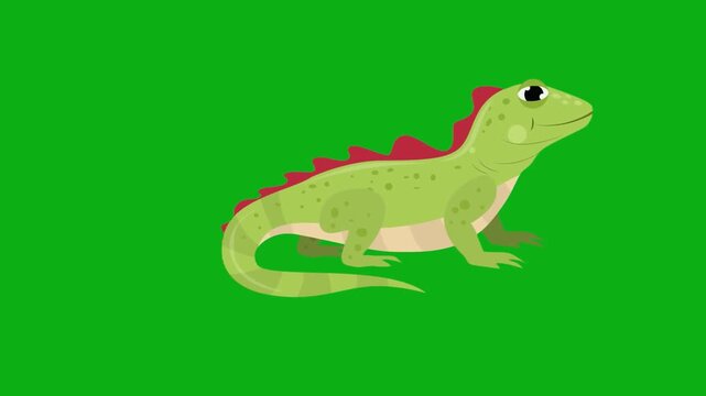 lizard iguana reptile scales tail nature wilderness desert crawl premium stock media clip for professional video editing projects. this high-end visual element is perfectly