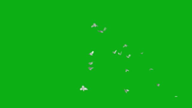 birds flying away flock sky wings flight avian freedom migration air premium stock media clip for professional video editing projects. this high-end visual element is perfectly