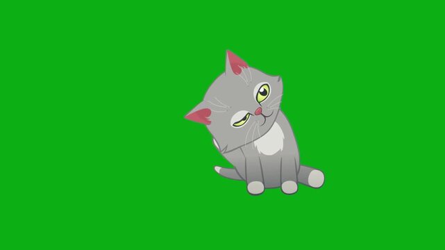 cat grey kitten pet domestic feline fur whiskers playful look eyes premium stock media clip for professional video editing projects. this high-end visual element is perfectly