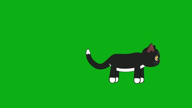 cat black walking pet domestic feline fur tail path sleek night premium stock media clip for professional video editing projects. this high-end visual element is perfectly
