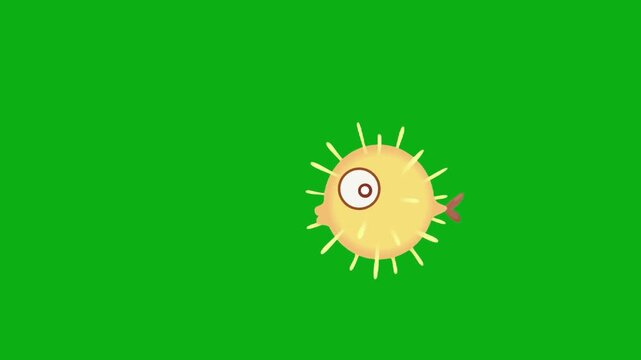 pufferfish blowfish marine fish aquatic swim ocean aquarium spikes water premium stock media clip for professional video editing projects. this high-end visual element
