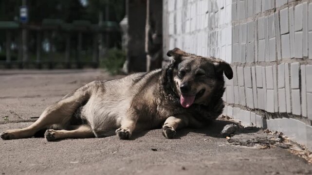 A tired stray dog lies on the hot concrete pavement, panting with its tongue out while resting against a tiled wall in the city. Concept of animal homelessness, summer heat, and urban survival