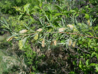 Coyote Willow Seeds with White Fluff (Salix exigua) at Sawhill Ponds Trail, Boulder Colorado © Ted Iwabuchi Nature
