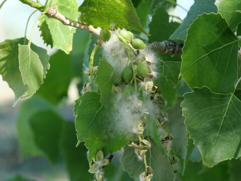 Close-Up of Cottonwood Seeds and Cottony Fluff on Tree Branch at Sawhill Ponds, Boulder Colorado