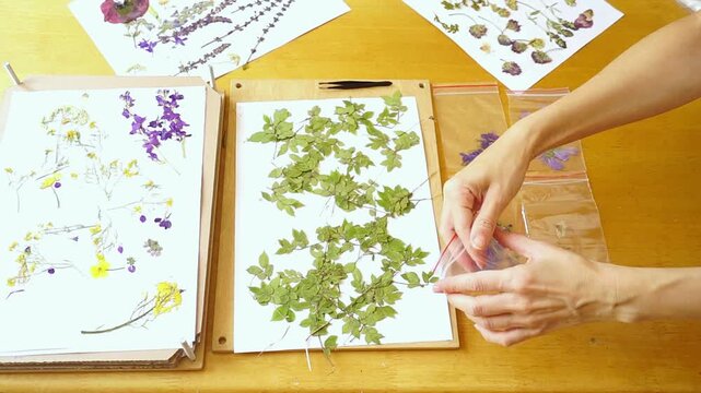 Hands open empty zip storage pouch before organizing dried plant specimens from open herbarium press. Illustrates collection preparation, archival readiness, and botanical material management workflow