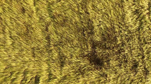 Aerial Top View of Wind Flattened Grass Field Creating Natural Agricultural Texture
