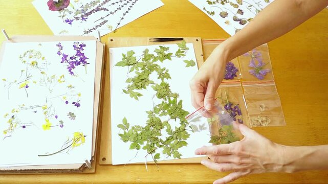 Person gathers dried plant material from herbarium sheet, close-up. Highlights specimen workflow organization, collection maintenance, and efficient handling of preserved botanical resources.