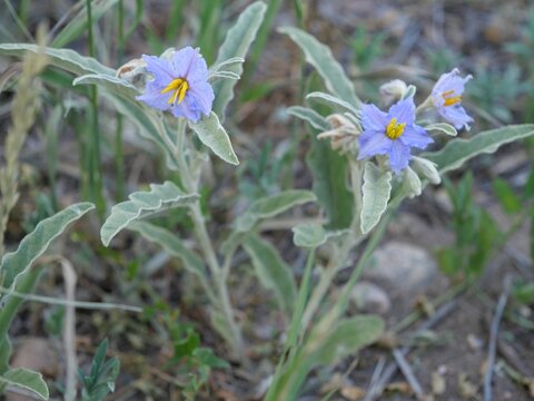Silverleaf Nightshade Wildflower (Solanum elaeagnifolium) Blooming at Sawhill Ponds Trail, Boulder Colorado