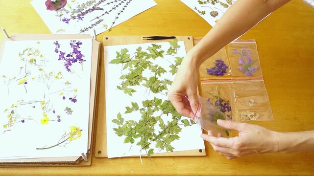 Hands transfer pressed leafy twigs into storage pouch beside organized herbarium materials. Shows biodiversity documentation, local flora tracking, and systematic preservation of field observations.