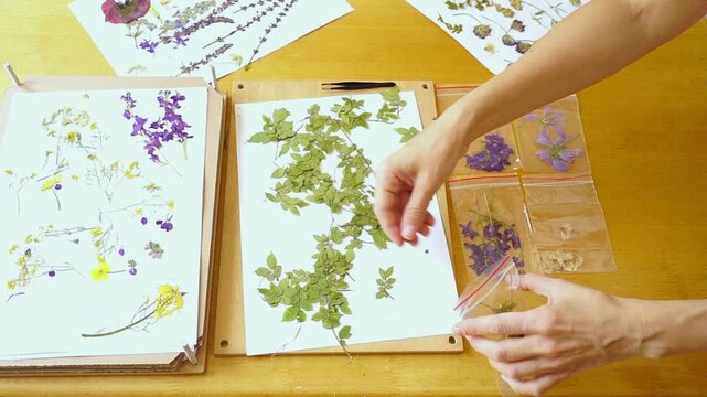 Hands place pressed branches inside transparent pouch near herbarium press materials. Conveys physical data management, analog recordkeeping systems, long-term organization of biological information.