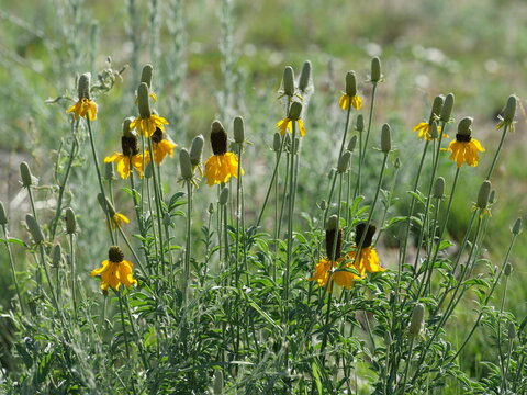 Mexican Hat Wildflowers (Ratibida columnifera) Blooming at Sawhill Ponds Trail, Boulder Colorado