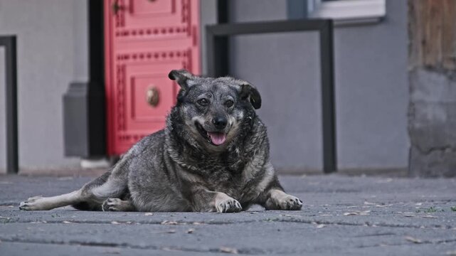 A shaggy grey homeless dog with an identification tag rests on a paved urban sidewalk. The ground level perspective highlights the concepts of stray population control and city life.