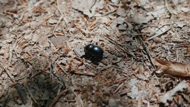 Close-Up of a Shiny Black Beetle Crawling Across the Dry Forest Floor in Sunlight