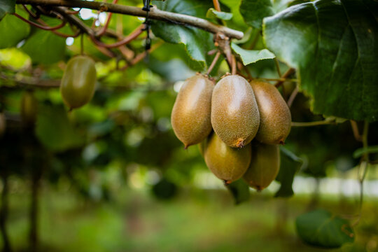 Kiwifruit growing on vine with green foliage