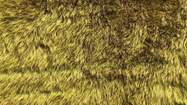 Aerial Top View of Wind Flattened Grass Field Creating Natural Agricultural Texture