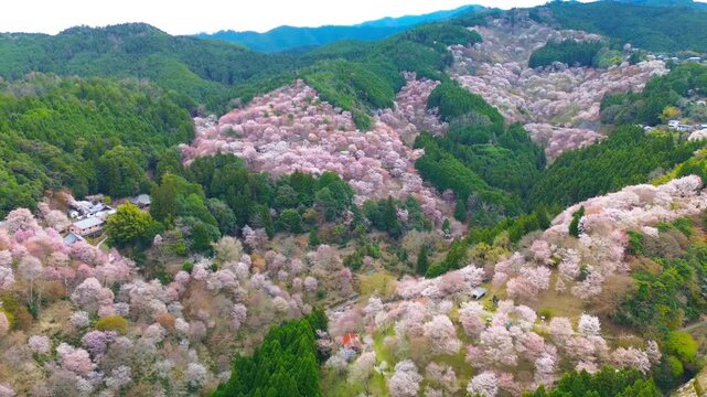 Aerial pull-away over Mount Yoshino Naka-senbon covered in cherry blossoms at full bloom during sakura season in soft morning light, Nara, Japan