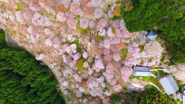 Top-down flyover of Mount Yoshino Naka-senbon with cherry blossoms in full bloom mixed with green forest and small temple buildings during sakura season, Nara, Japan