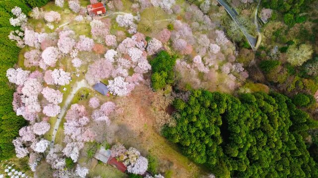 Top-down flyover of Mount Yoshino Naka-senbon covered in cherry blossoms in full bloom across forested hills during sakura season in soft morning light, Nara, Japan