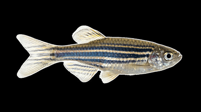 Zebrafish (Danio rerio) swimming isolated on a black background