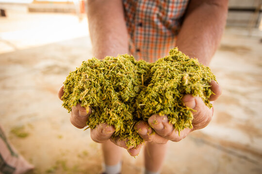 Person holding animal feed on a farm in South Africa. 