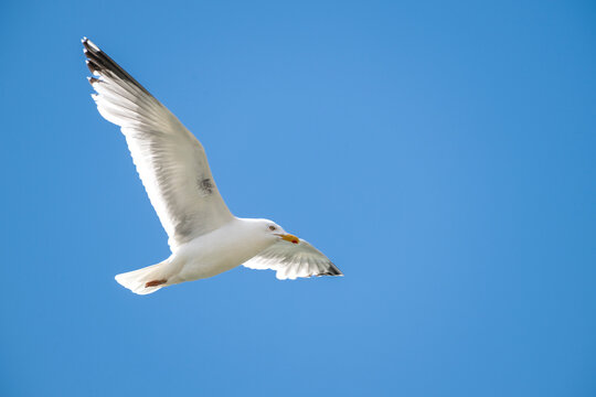 Silberm&ouml;we &uuml;berr der Ostsee bei Eckernf&ouml;rde, larus argentatus