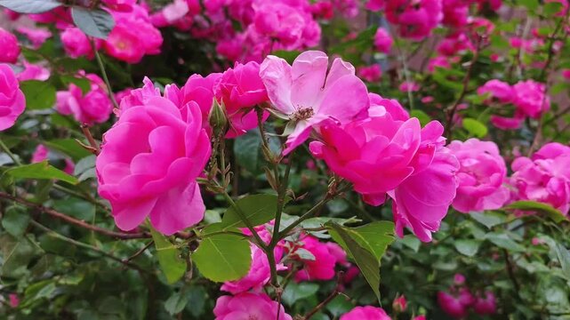 Close-up of beautiful pink roses swaying in the wind
