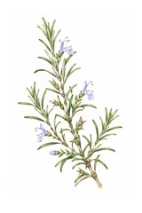 Fototapeta premium Flowering Rosemary Sprig Watercolor Botanical Illustration - 1