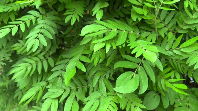 green leaves background