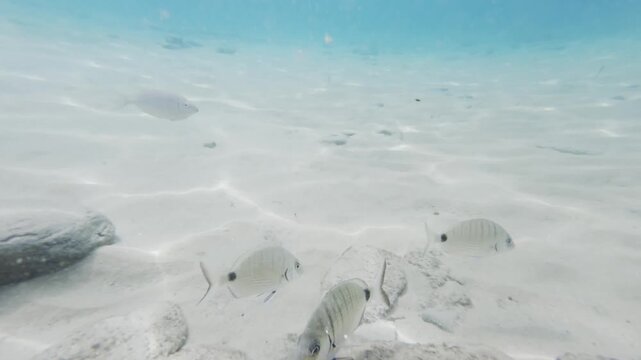 Beautiful white fish swim underwater on the sandy bottom of the sea. Aegean sea, Ios island, Greece. Sunrays shining through the clear blue water. Travel and summer vacation  

