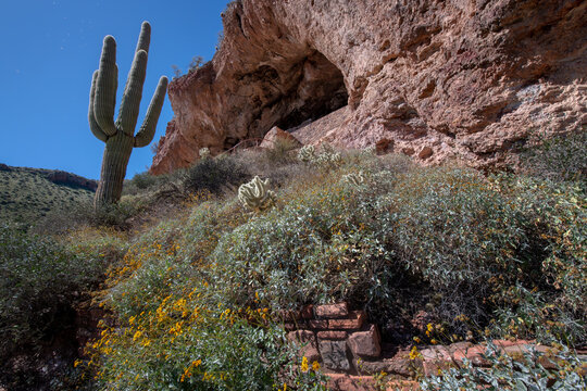 Blooming Desert Trail with Saguaro and Rocky Hillside