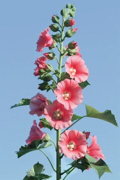 Tall pink hollyhock flowers blooming on a green stem against a clear blue sky.