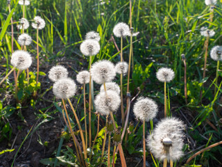 Mature dandelion (Taraxacum officinale) seed heads illuminated by warm sunlight. Delicate parachute-like seeds create a soft natural texture associated with dispersal and seasonal change. © Volha