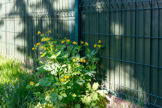 Flowering greater celandine (Chelidonium majus) growing along a metal security fence. Bright yellow wildflowers and deeply lobed green leaves create a contrast between urban infrastructure and spontan