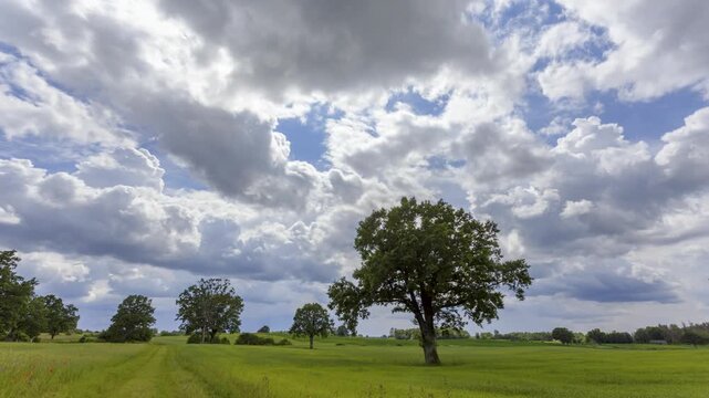 Low-angle meadow with red poppies and oak trees under dramatic sky