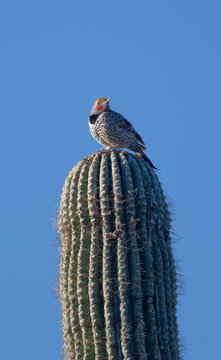 Gila Woodpecker on Saguaro Cactus in Arizona Desert