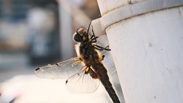 Close-up of a furry dragonfly with large compound eyes resting securely on a white pipe. The insect moves its head while transparent wings flutter slightly in the bright sunlight.