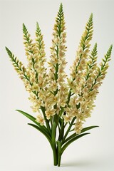 Fototapeta premium Cream-colored flowers with green leaves arranged as a tall bouquet on a clean white background.