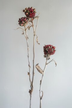 Dried wildflowers with red seed heads on thin stems against a plain light background.