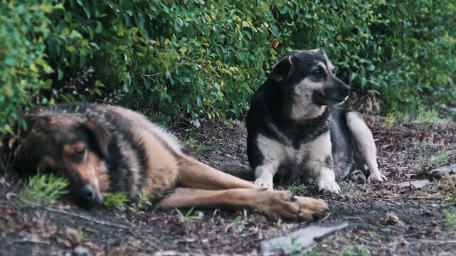 A watchful mongrel dog sits guarding its sleeping companion on a patch of dirt near green foliage. The scene captures the protective nature and loyalty found within packs of homeless street animals.