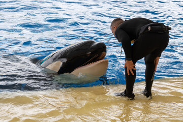 Visiting zoo with big pool and performance by large black and white orca whales, protecting animals, nursing sick animals, Orcinus orca or killer whale © barmalini