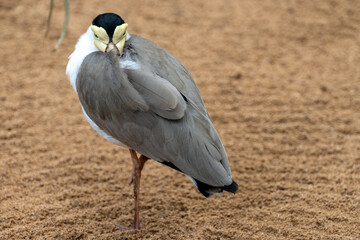 Fototapeta premium Masked lapwing, Vanellus miles large, common and conspicuous bird native to Australia, New Zealand and New Guinea searching for food insects and worms.
