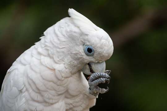Different colorful parrots birds in Loro Parque on Tenerife close up on trees during morning feeding