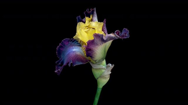 Spring flower iris blooming on black background.