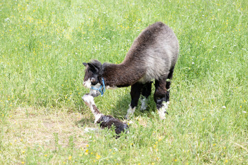 Obraz premium alpaka tier natur lama familie