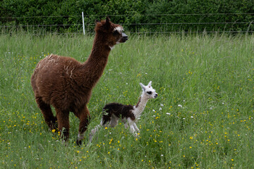 Obraz premium alpaka tier natur lama familie