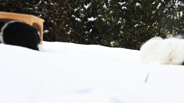 meerschweinchen schnee winter tier natur nager laufen rennen