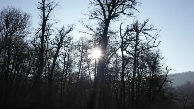 Beautiful winter forest scene with bright sun rays shining through the bare branches of tall leafless trees against a clear blue sky on a cold and sunny day.

